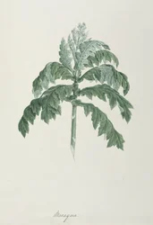 Maraqua, Illustration from Forty-one Botanical Drawings with Notes